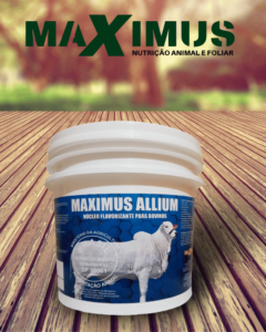 Maximus Allium